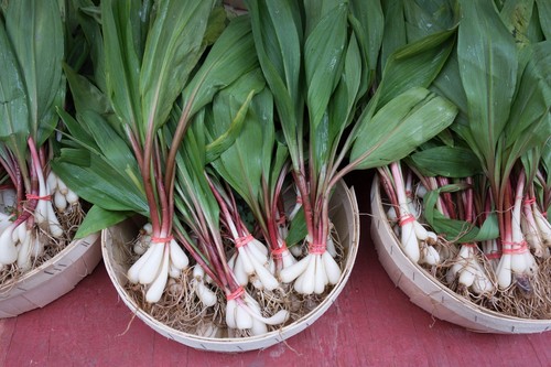 Seeds ramp wild leek - seeds,