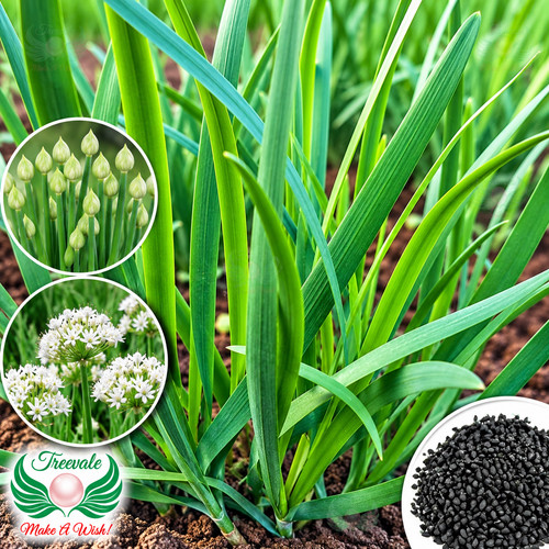 Garlic chive seeds - garlic,